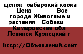 щенок  сибирский хаски › Цена ­ 12 000 - Все города Животные и растения » Собаки   . Кемеровская обл.,Ленинск-Кузнецкий г.